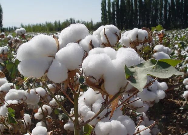 亚马逊fba注意！美国考虑禁止由新疆棉花制成的部分或全部产品！美采购商已开始要求不用新疆棉