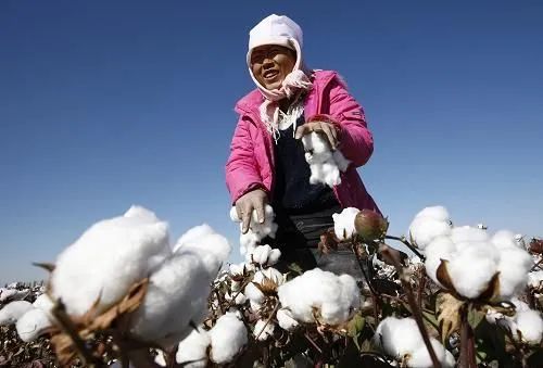 亚马逊fba注意！美国考虑禁止由新疆棉花制成的部分或全部产品！美采购商已开始要求不用新疆棉